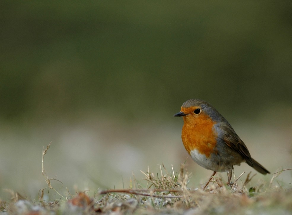 Rouge-Gorge du matin