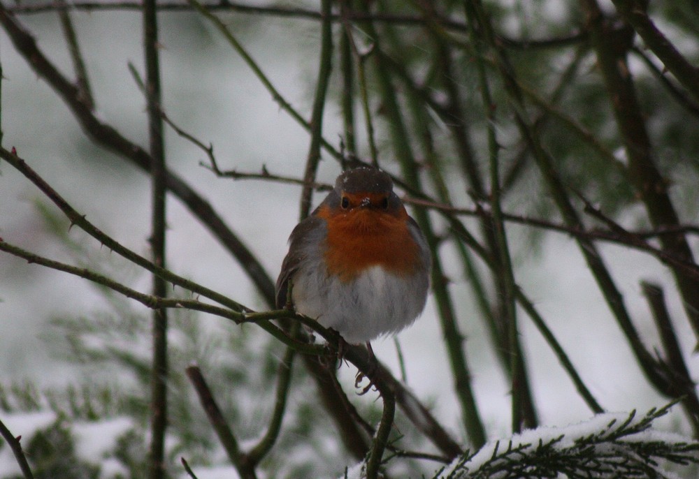 rouge gorge