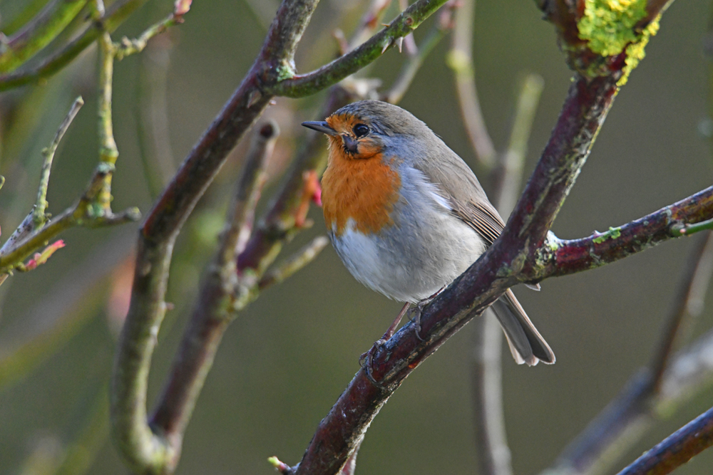 Rouge-gorge