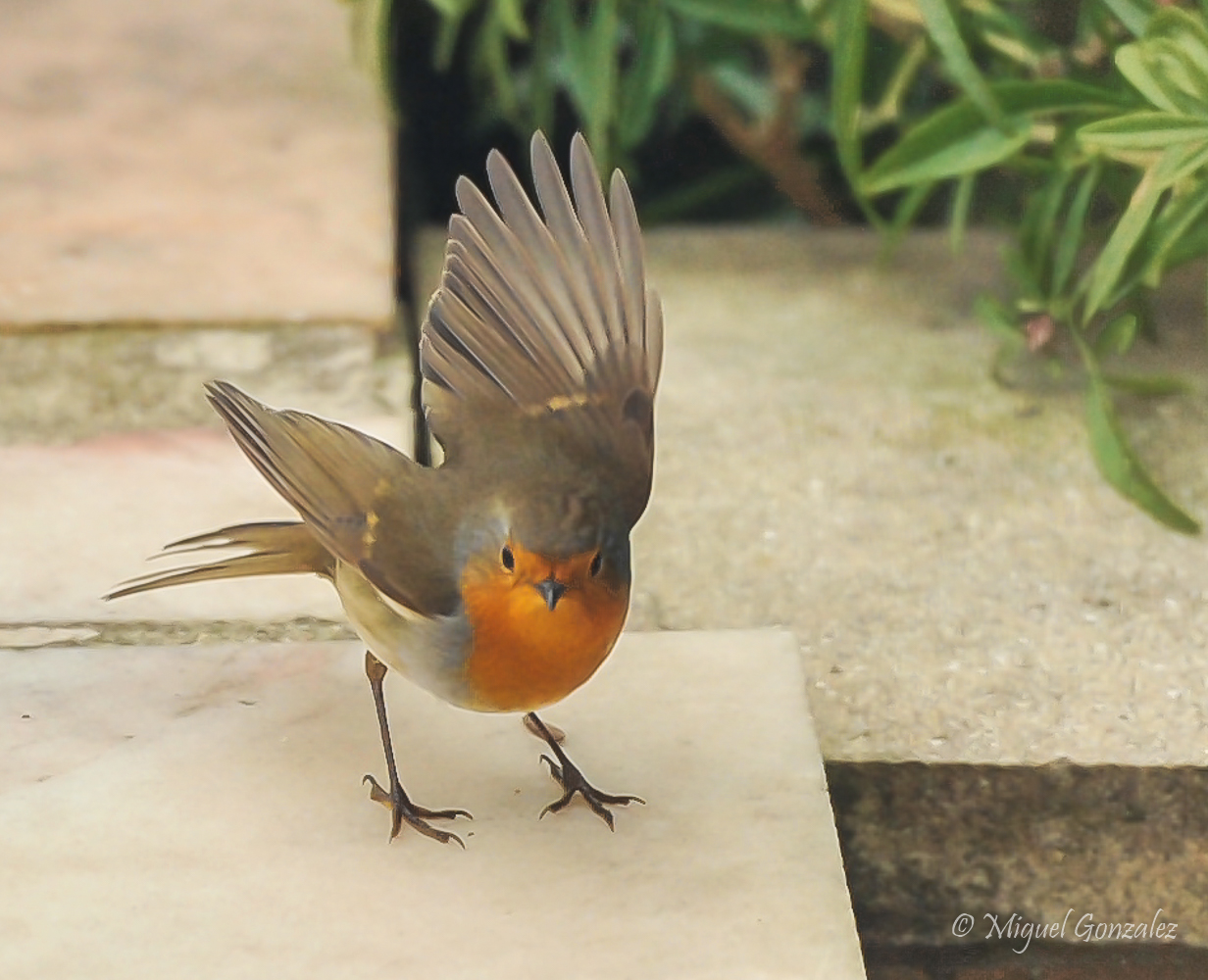 rouge gorge