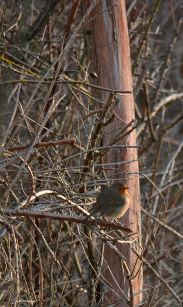 Rouge gorge