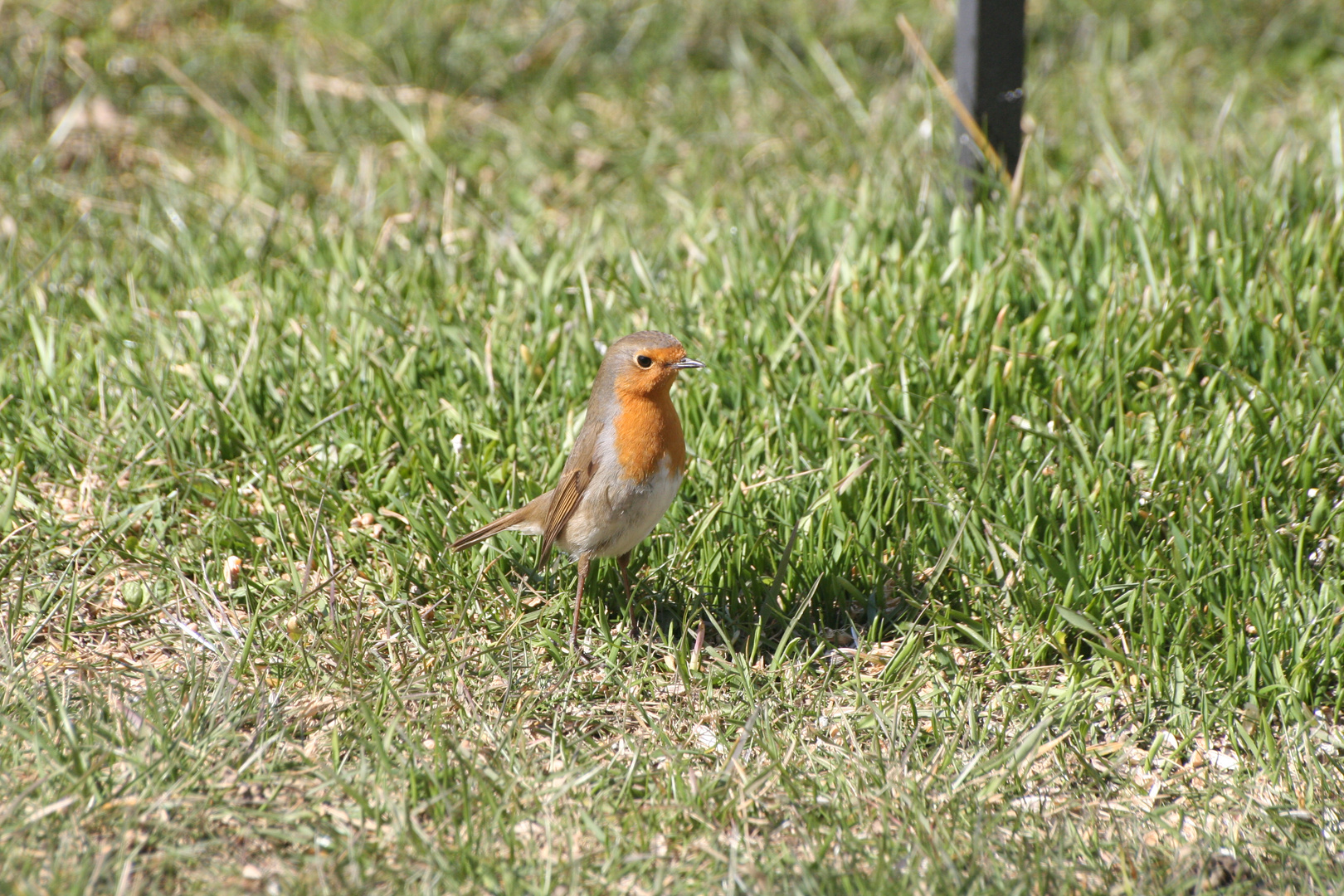 rouge gorge