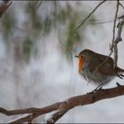 Rouge gorge ébourrifé sous la neige