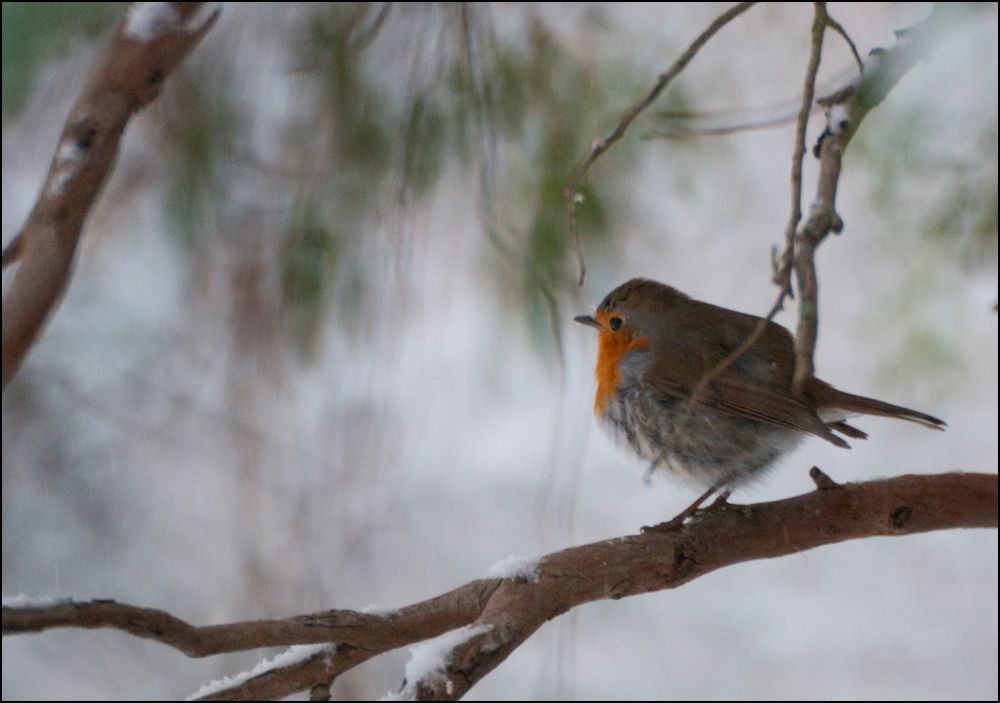 Rouge gorge ébourrifé sous la neige