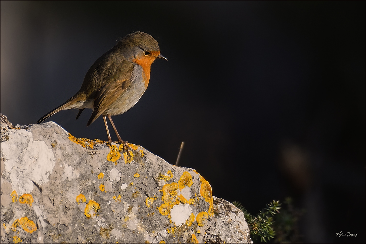 Rouge gorge