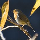 Rouge-Gorge en Automne