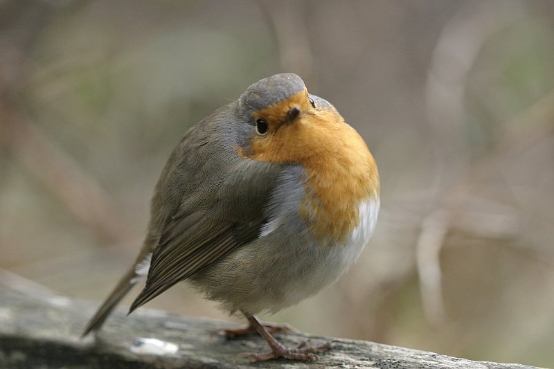 Rouge-gorge en boule