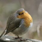 Rouge-gorge en boule