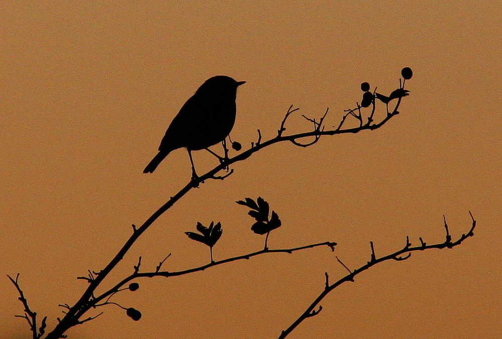 rouge gorge en contre jour