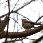 Rouge-gorge en contre-plongée