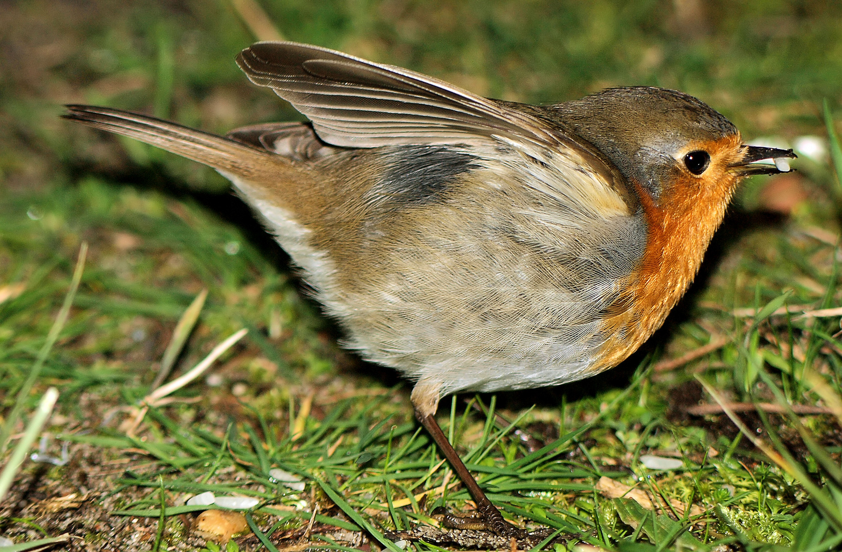 rouge-gorge en detailles