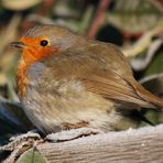 Rouge-gorge en gelée