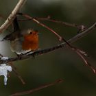 Rouge-gorge en hiver