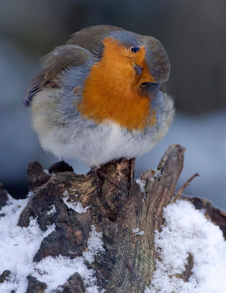 Rouge Gorge En Hiver Image Photo De Raymond Widawski De La Photographie Animaliere Photographie Fotocommunity