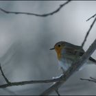 rouge gorge en hiver