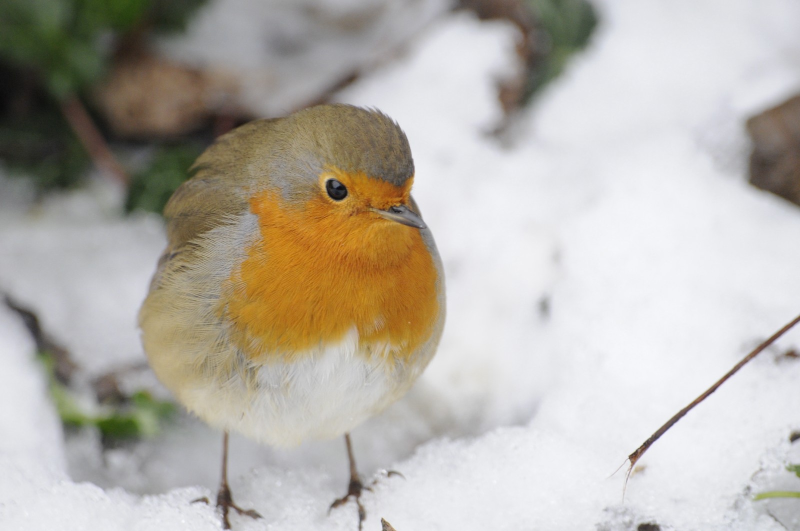 Rouge Gorge En Hiver Photo Et Image Animaux Animaux Sauvages Oiseaux Images Fotocommunity