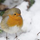 Rouge Gorge en hiver