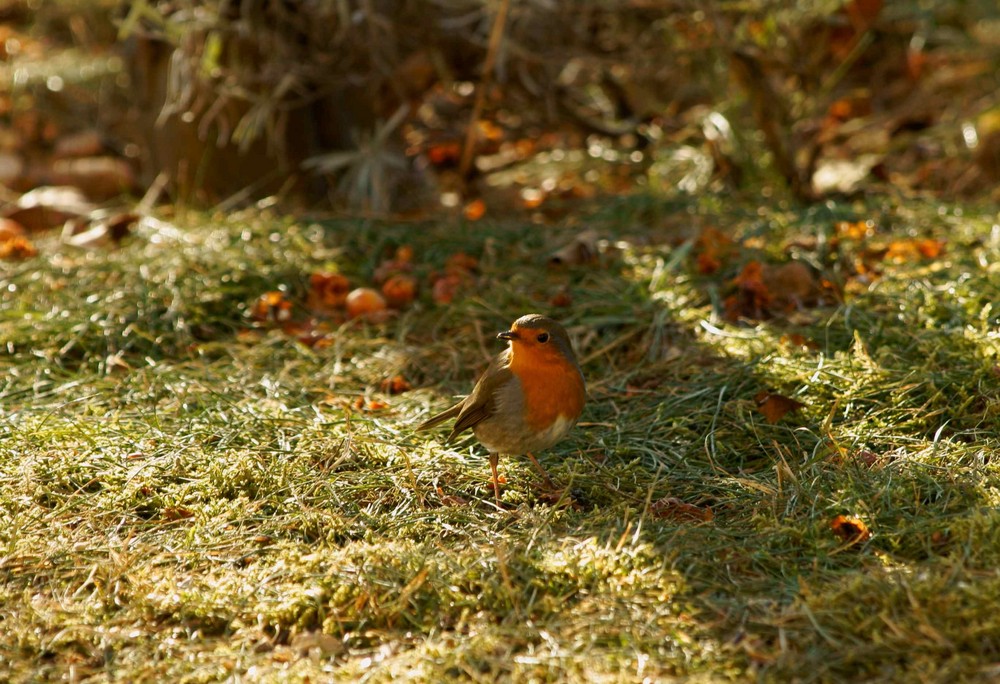 Rouge gorge en quête de graines