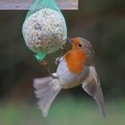 ROUGE GORGE EQUILIBRISTE