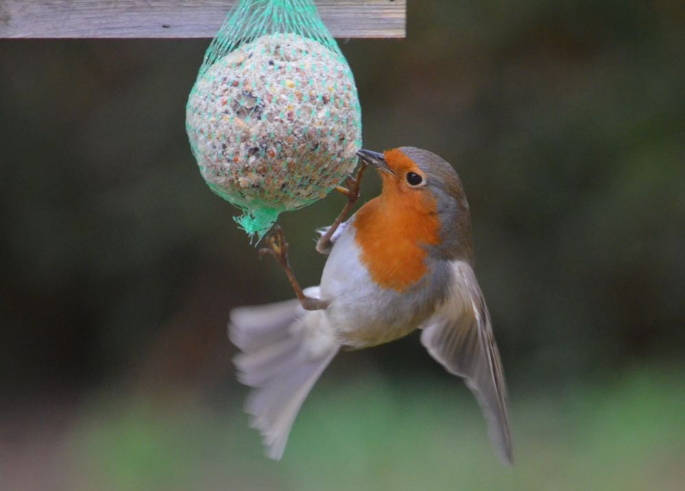 ROUGE GORGE EQUILIBRISTE