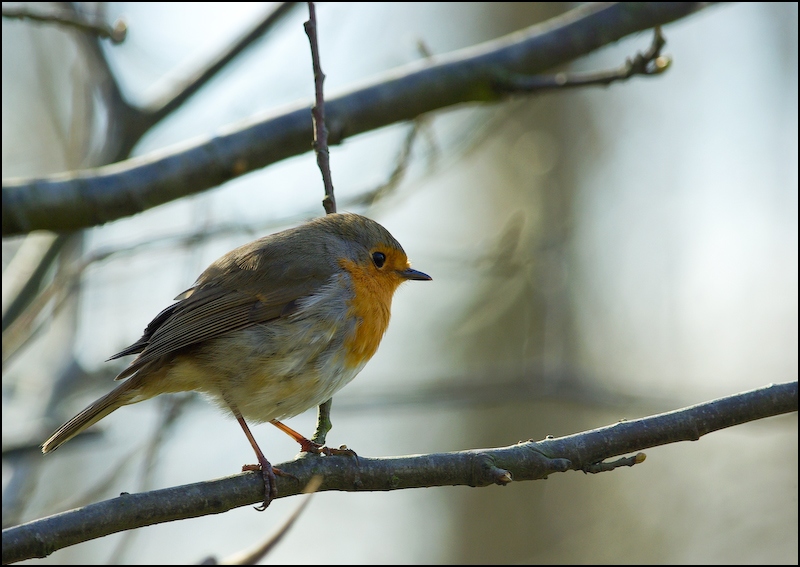 rouge gorge (European Robin)