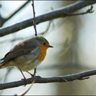 rouge gorge (European Robin)