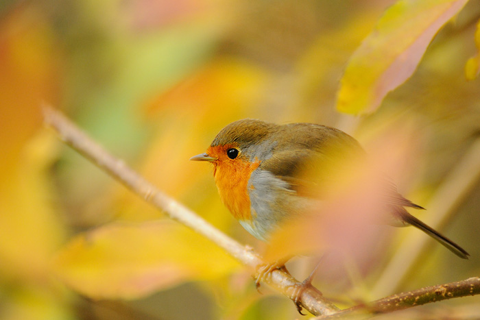 rouge-gorge