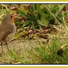 Rouge Gorge