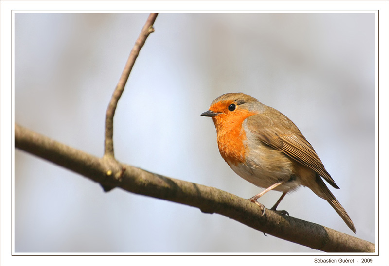 Rouge gorge