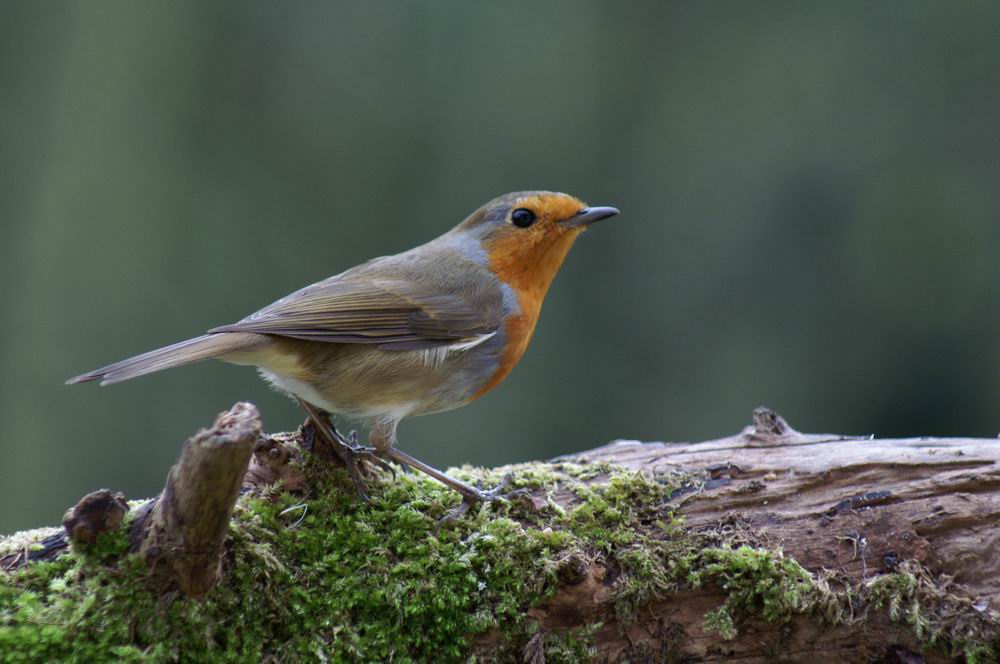 rouge gorge