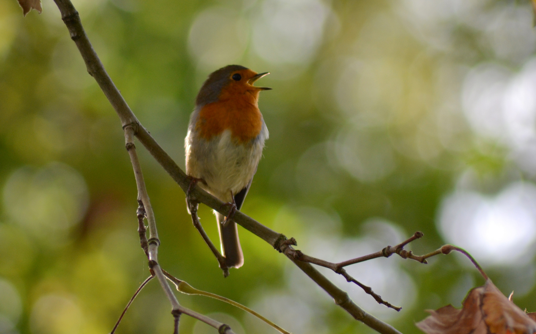 rouge-gorge