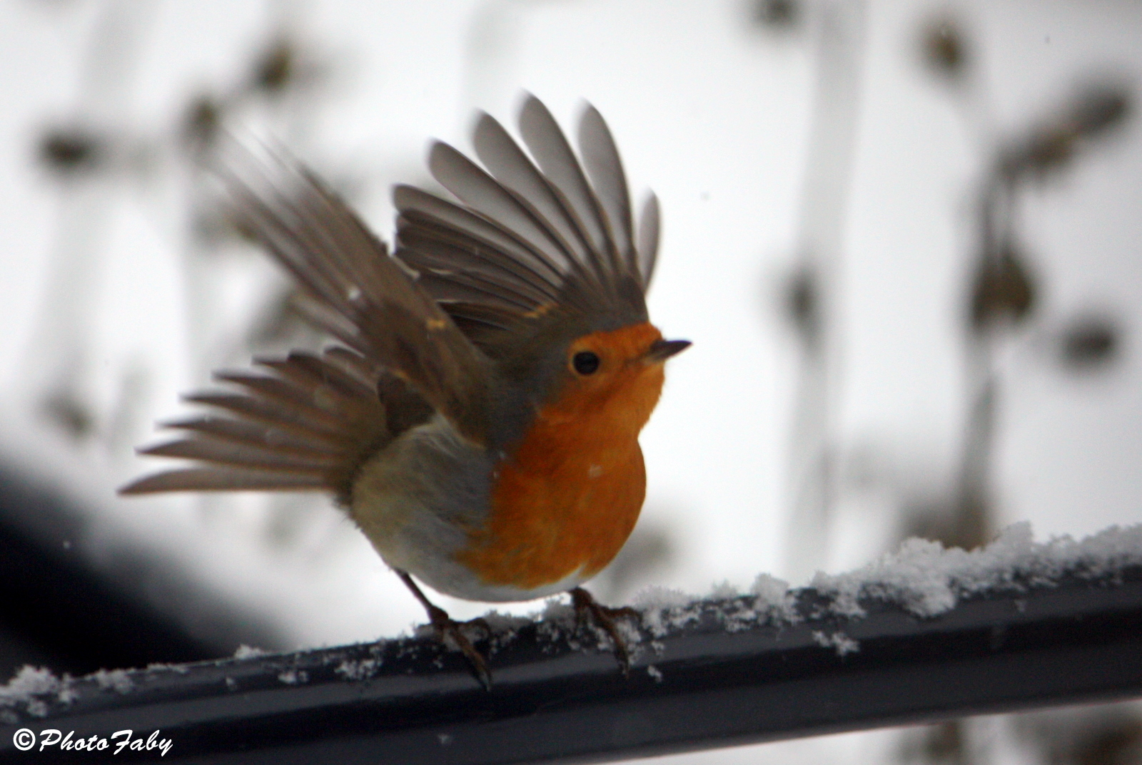 Rouge gorge