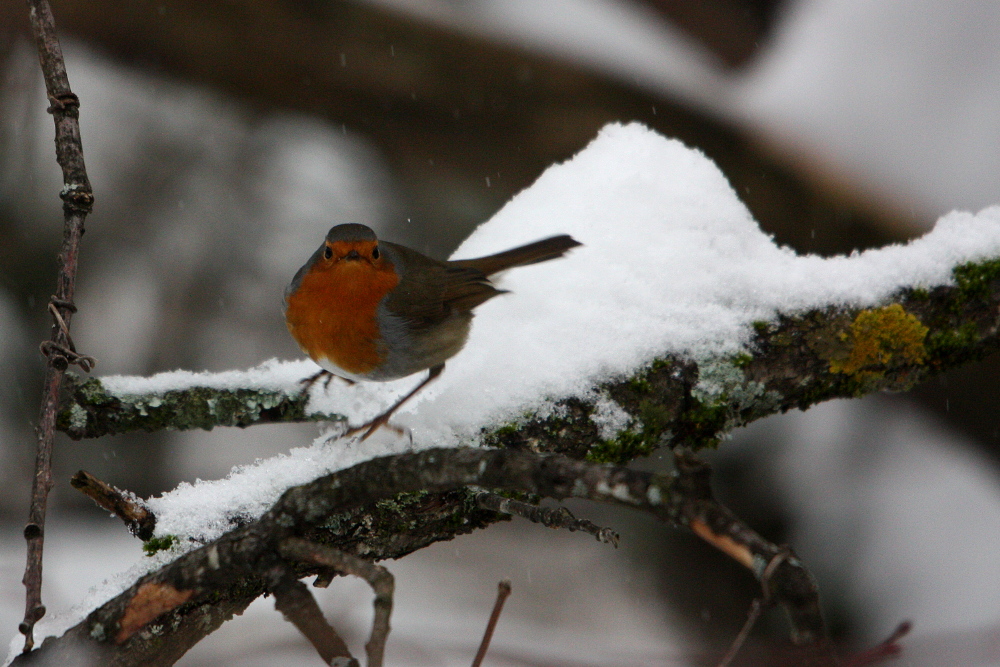 Rouge-gorge familier