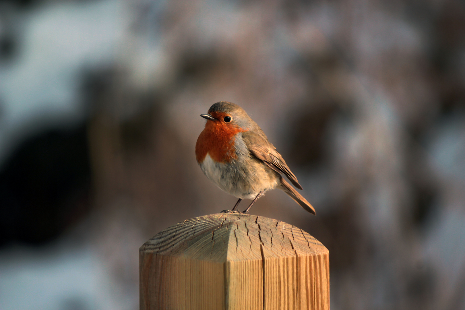 Rouge Gorge Familier