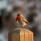 Rouge Gorge Familier