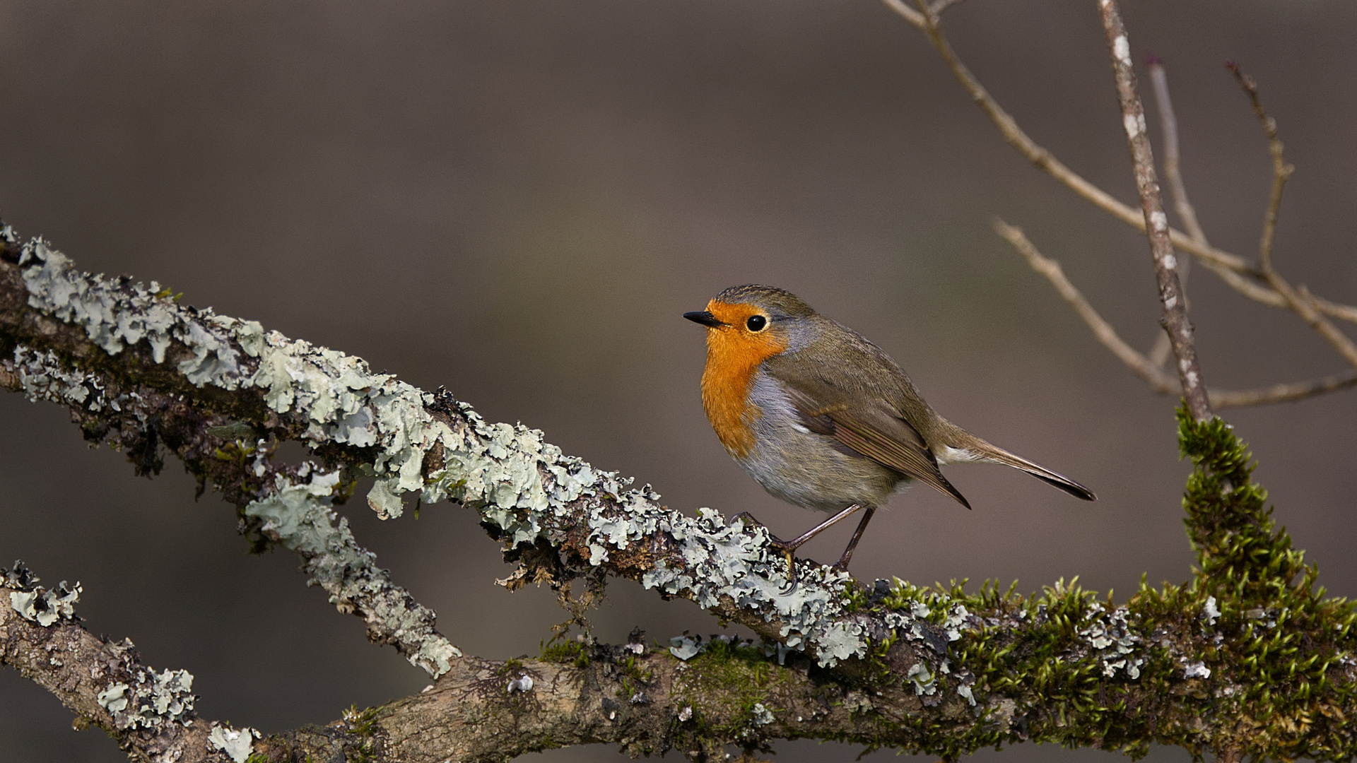 Rouge gorge familier