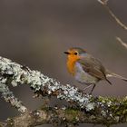 Rouge gorge familier