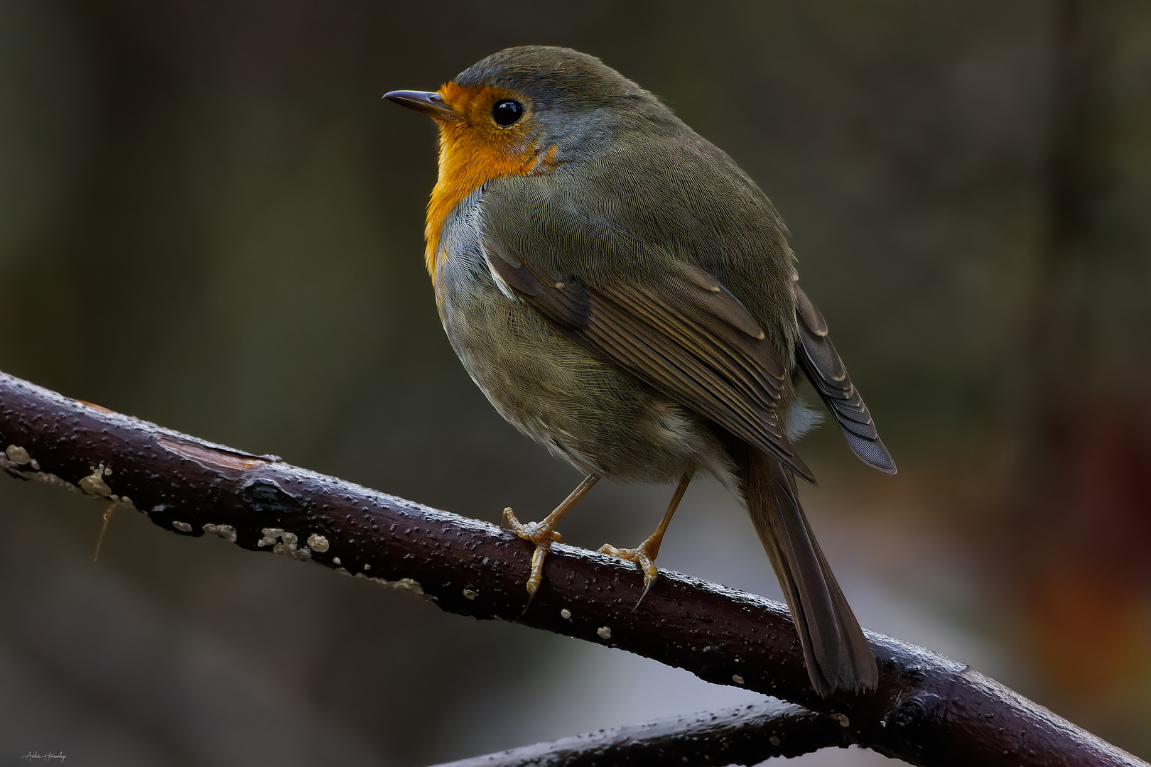 Rouge Gorge familier