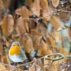 Rouge gorge familier Erithacus rubecula