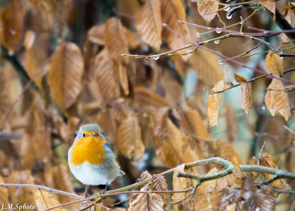 Rouge gorge familier Erithacus rubecula