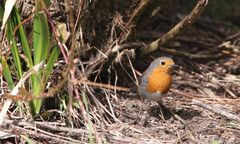 Rouge gorge familier - European robin