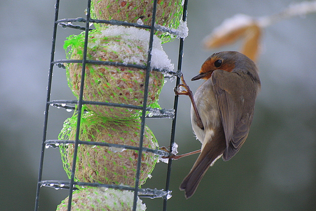 rouge gorge