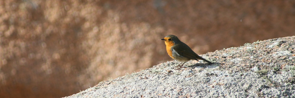 Rouge-gorge granitique