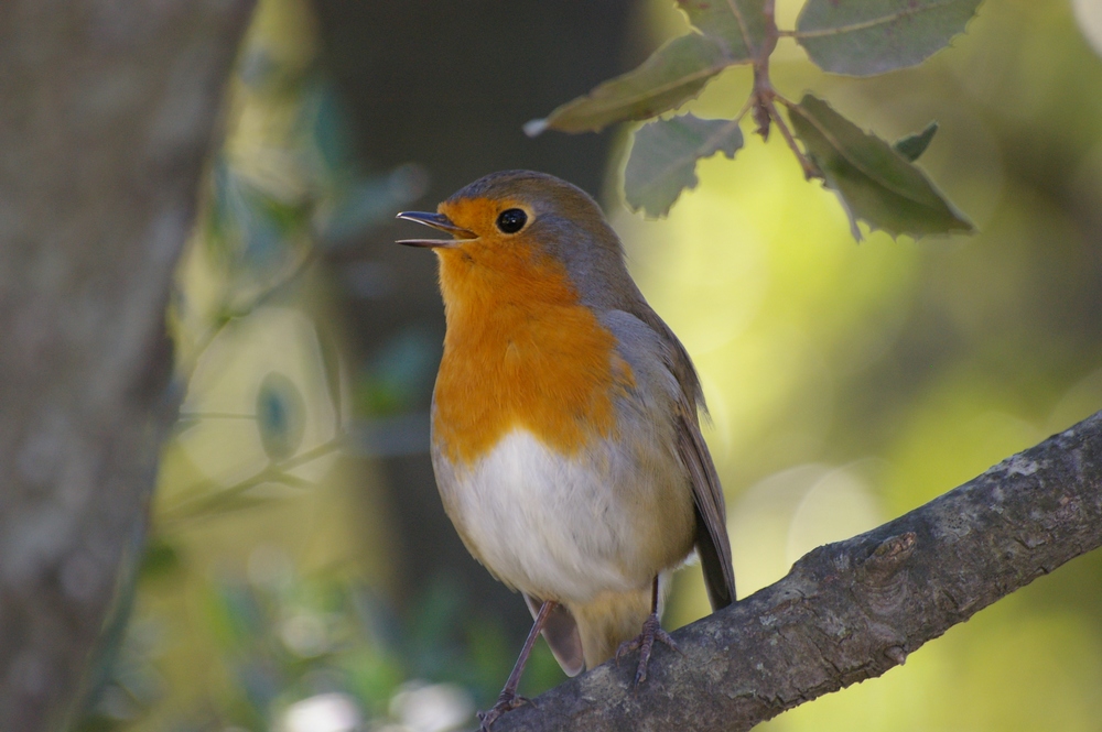 Rouge gorge joyeux