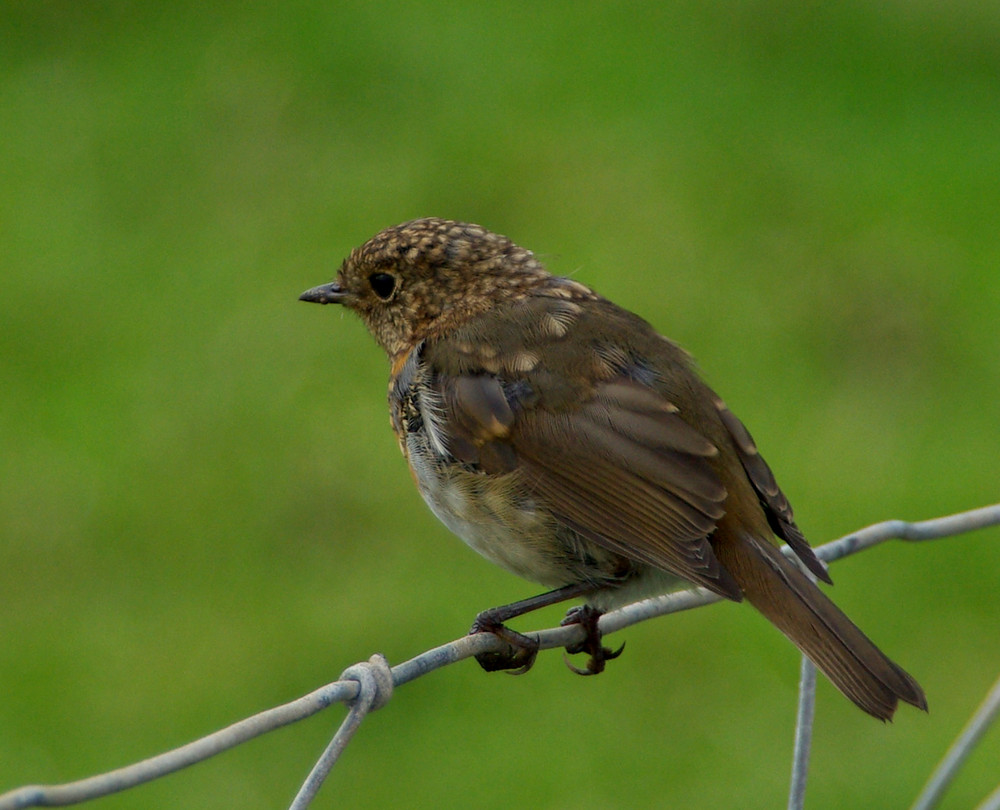 rouge gorge Juvénile