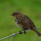 rouge gorge Juvénile