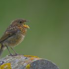 Rouge gorge juvénile