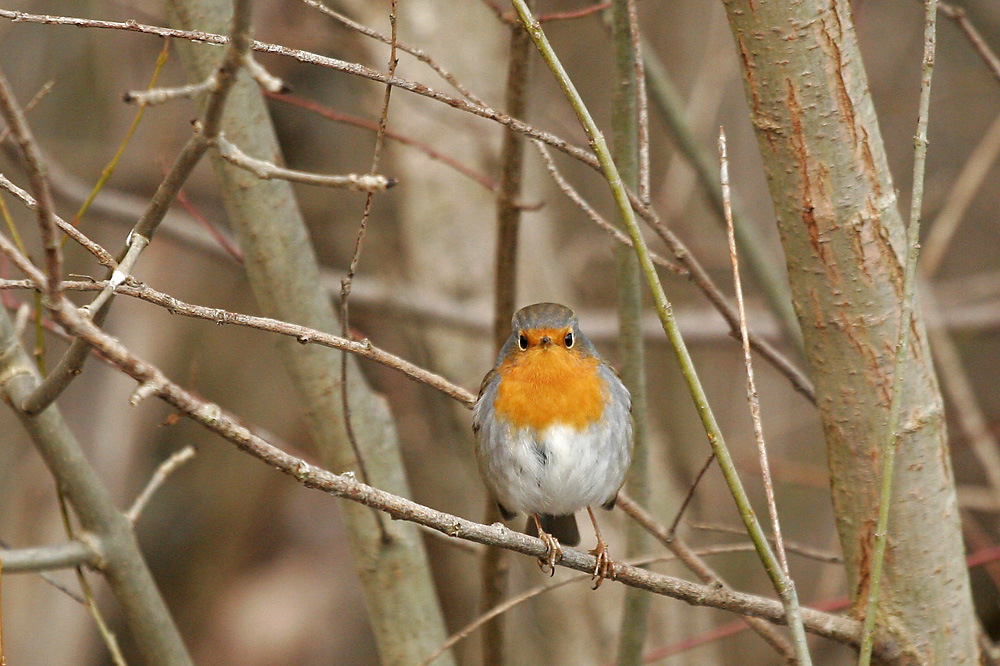 Rouge-gorge, le face à face!