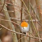 Rouge-gorge, le face à face!