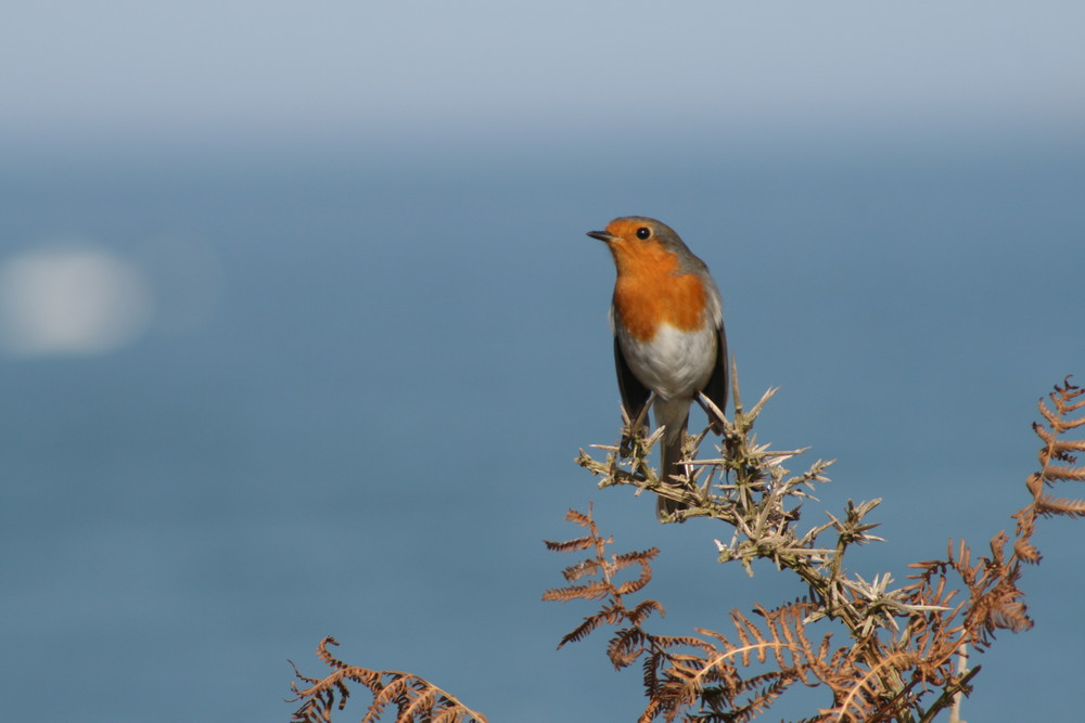 Rouge-gorge maritime